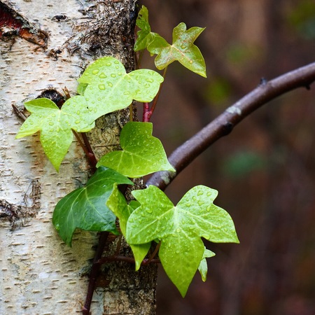 green plant leavesの写真素材