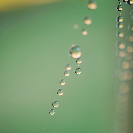 drops on the spider webの写真素材
