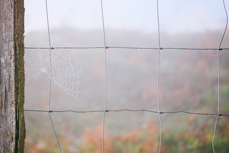 drops on the spider webの写真素材