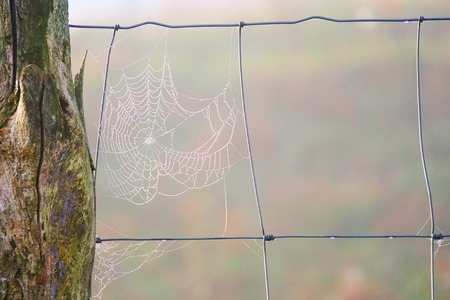 drops on the spider webの写真素材