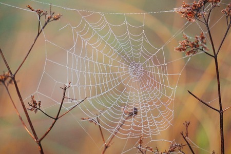 drops on the spider webの写真素材