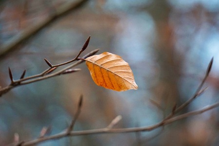 brown tree leaf
