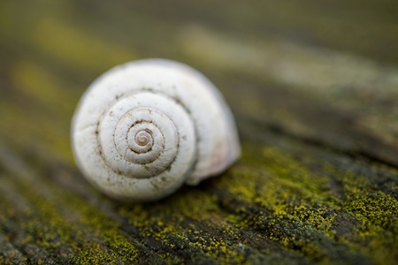 snail in the nature