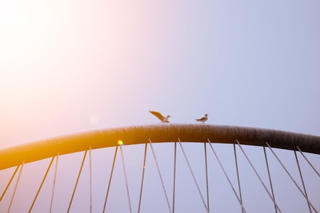 seagull in the cityの写真素材