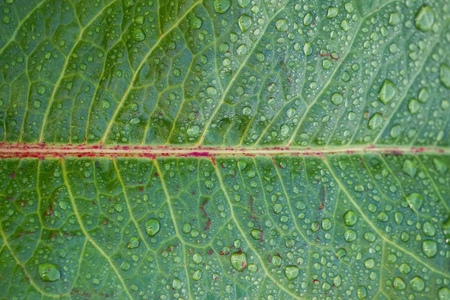 drops on the green leaves