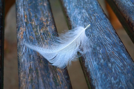 white feather in the natureの写真素材