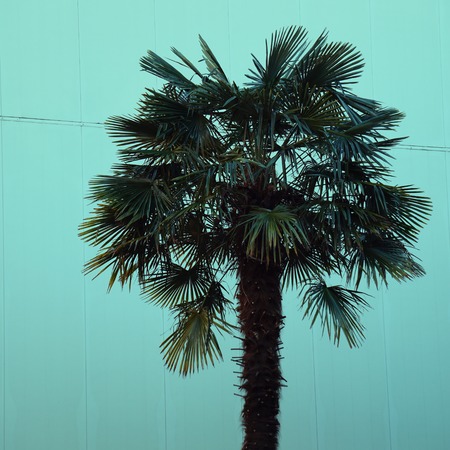 palm tree in the natureの写真素材