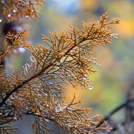 tree branches in the nature