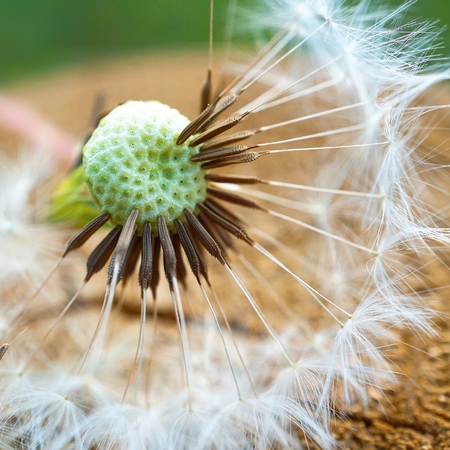 dandelion flower plantの写真素材