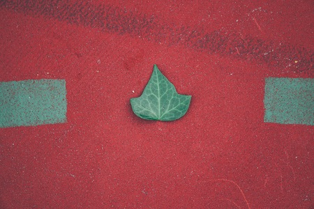 green tree leaf on the groundの写真素材