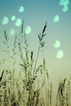 flower plant in the sunsetの写真素材