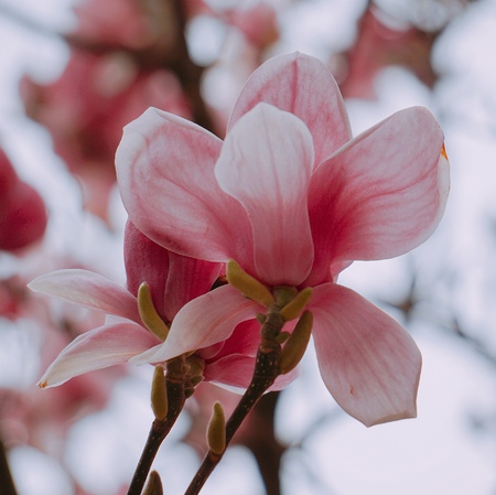 pink flower plant petalsの写真素材