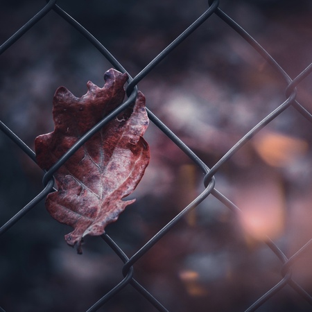 brown tree leaf in the fenceの写真素材