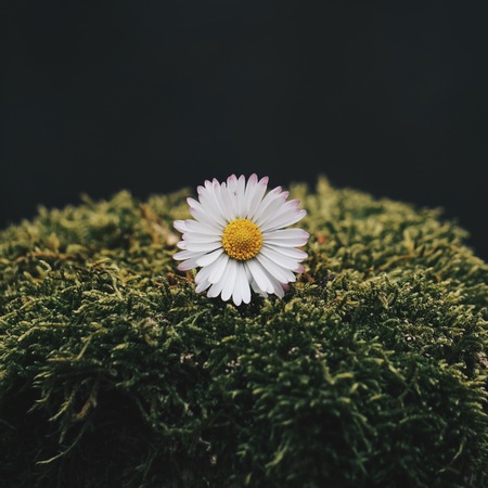 daisy flower plantの写真素材