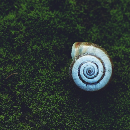 snail in the natureの写真素材