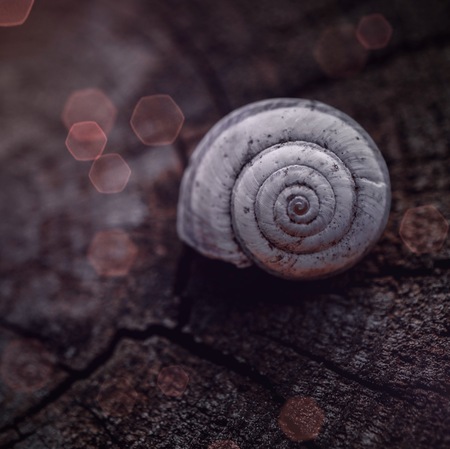 snail in the natureの写真素材