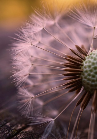dandelion flower plantの写真素材