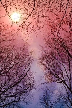 tree branches and sunの写真素材