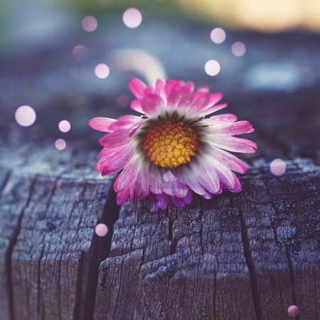daisy flower plant in the natureの写真素材