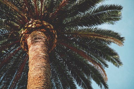 palm tree in the beachの写真素材
