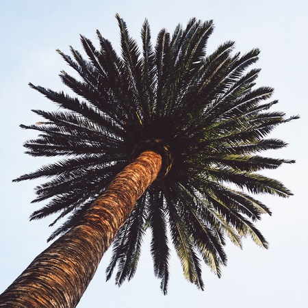 palm tree in the beachの写真素材