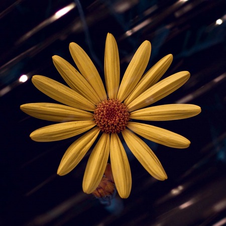 yellow flower plant petalsの写真素材