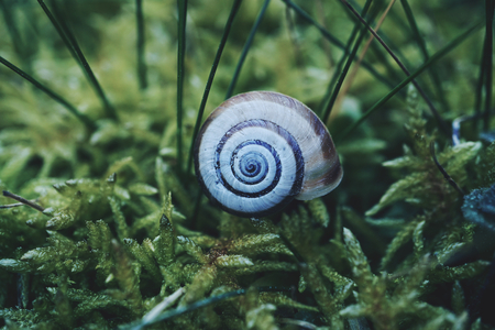 snail in the natureの写真素材
