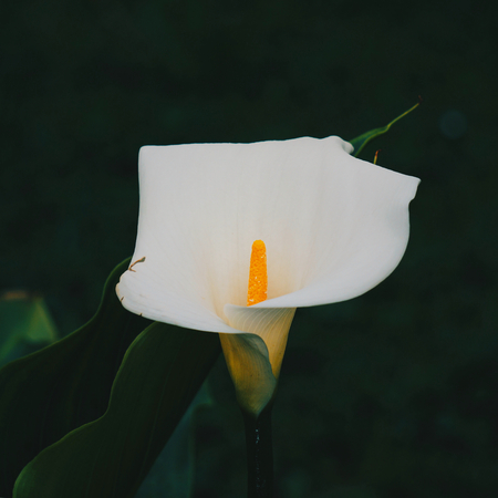 calla lily flower plant in springtimeの写真素材