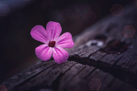 pink flower plant in springtimeの写真素材