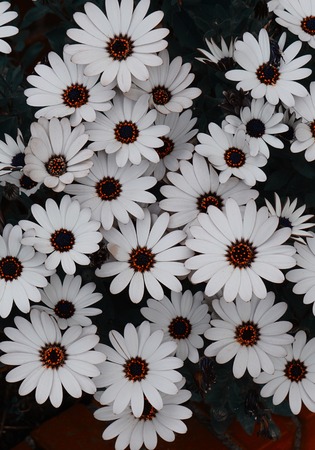 white flower plant in springtime