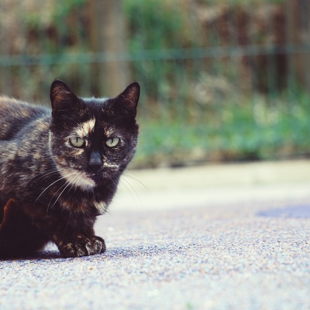 black cat portrait in the streetの写真素材