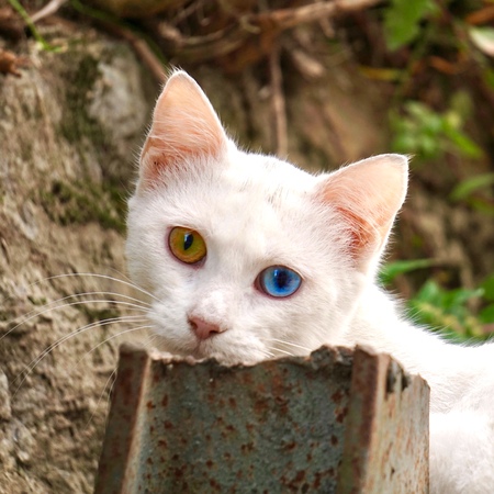 white cat portrait in the streetの写真素材