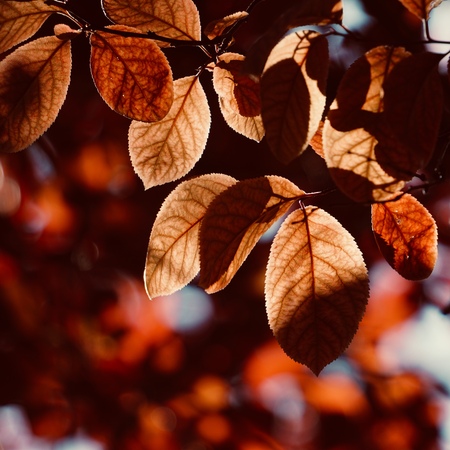 red tree leaves in springtimeの写真素材