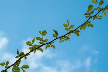 green tree leaves in springtimeの写真素材