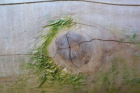 wooden texture background