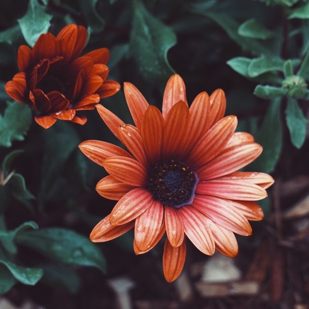 red flower plant in the garden in springtimeの写真素材