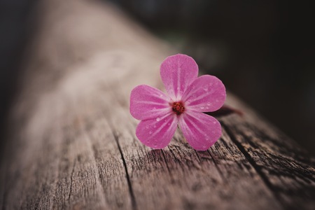 pink flower in the garden in springtime