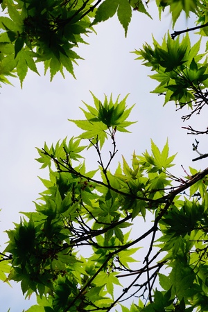 green tree leaves texture in the nature in springtimeの写真素材