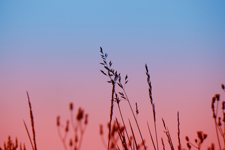 flower plant and sunset in the nature