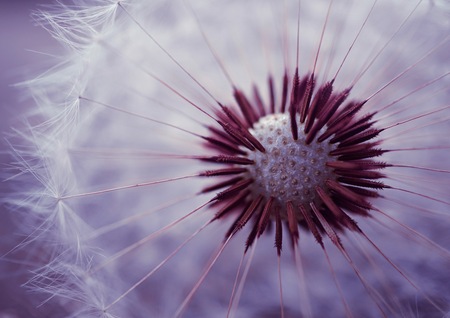 dandelion flower in the garden in summer, dandelion in the natureの写真素材