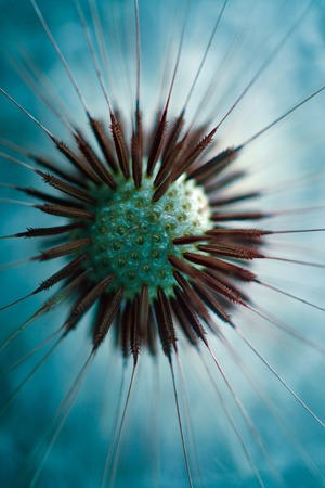 dandelion flower in the garden in summer, dandelion in the natureの写真素材