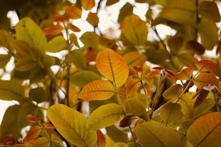 red tree leaves and branches in autumn in the natureの写真素材
