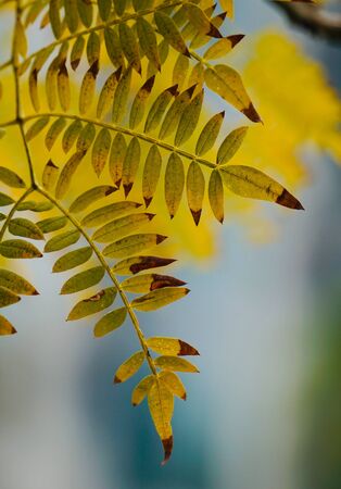 green tree leaves and branches in autumn in the natureの写真素材