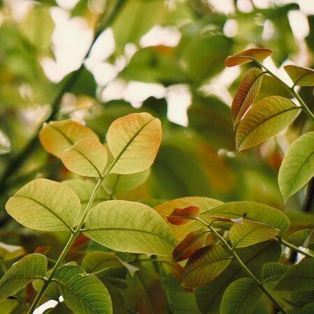 green tree leaves and branches in autumn in the natureの写真素材