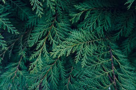 green plant leaves textured in the garden in autumnの写真素材