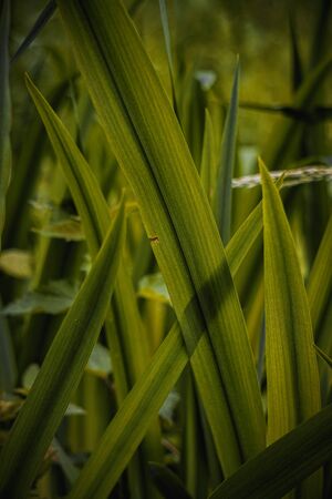 green plant leaves textured in the garden in autumnの写真素材