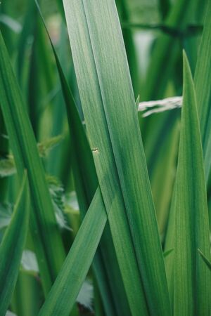 green plant leaves textured in the garden in autumnの写真素材