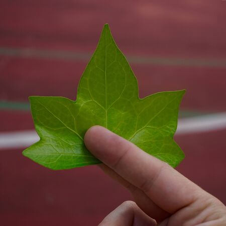 hand with a green leaves in the natureの写真素材