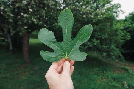 hand with a green leaves in the nature