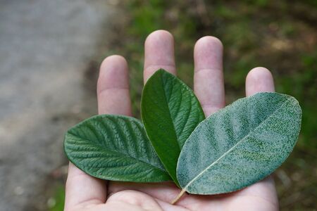 hand with a green leaves in the natureの写真素材